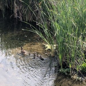 Meet your Posher, Alyson